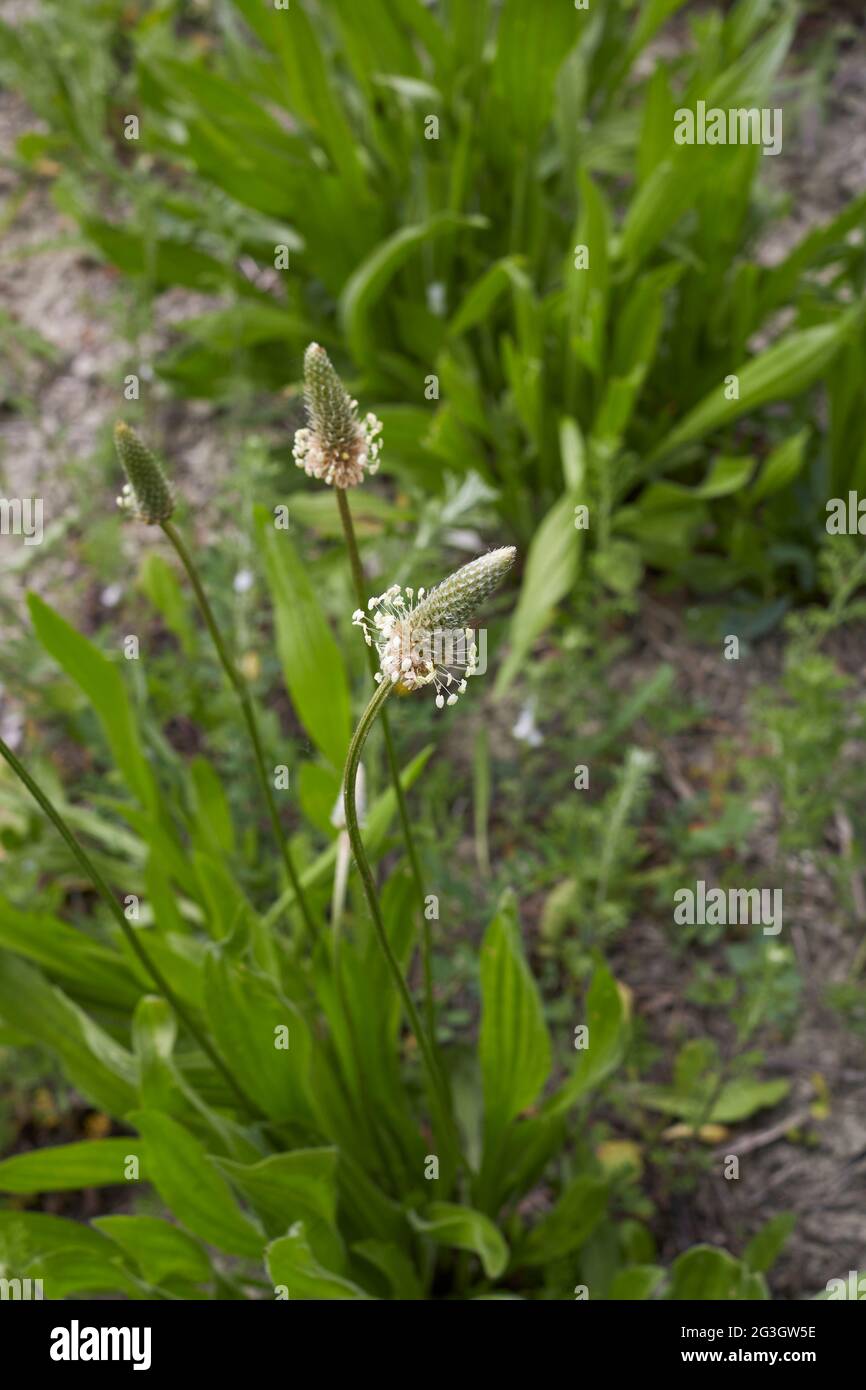 Plantago lanceolata in fiore Foto Stock