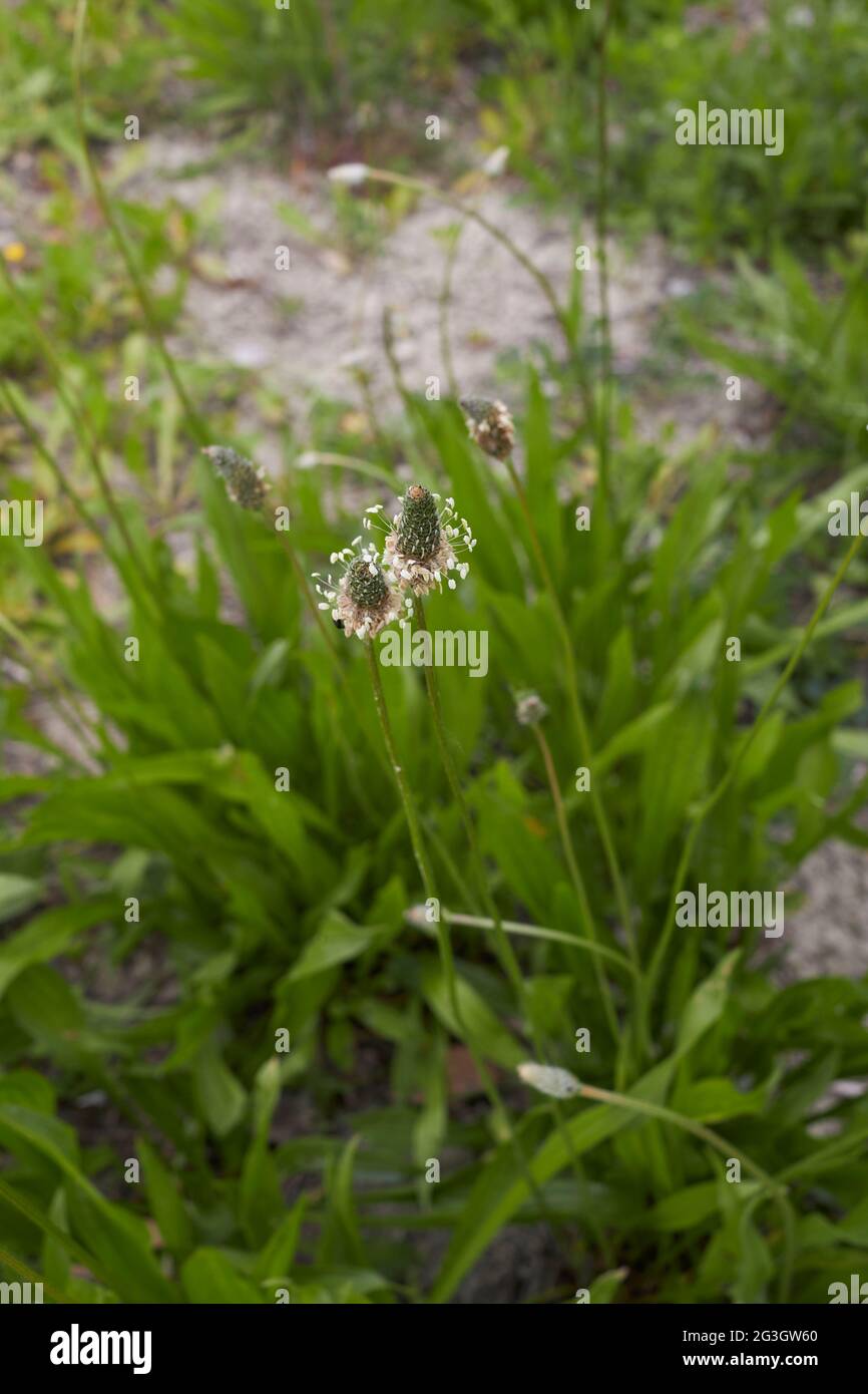 Plantago lanceolata in fiore Foto Stock