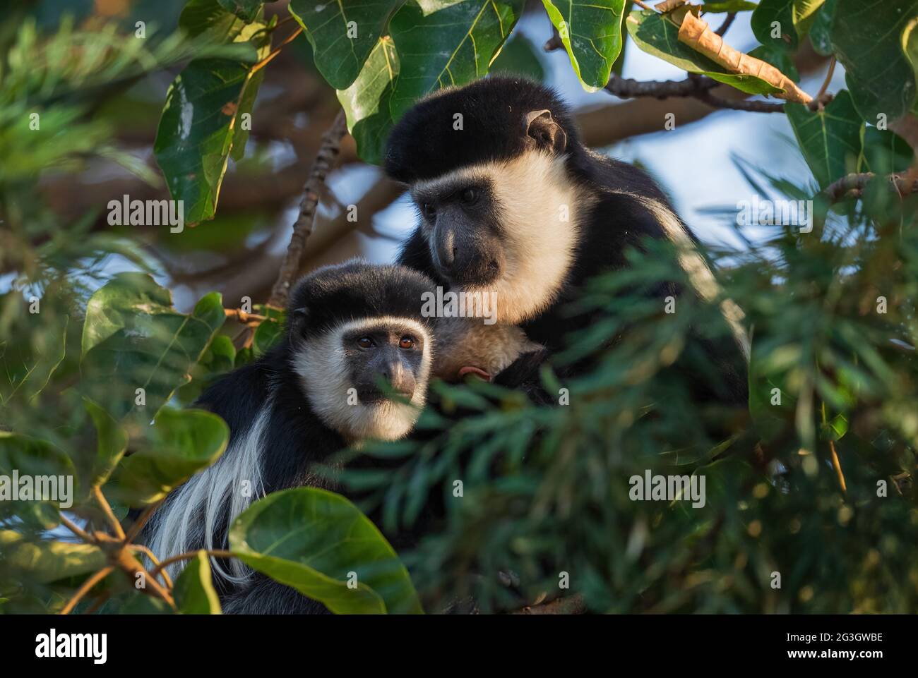 Colobus bianco e nero - Colobus guereza, splendido primato bianco e nero proveniente da foreste africane e boschi, foresta di Harenna, Etiopia. Foto Stock