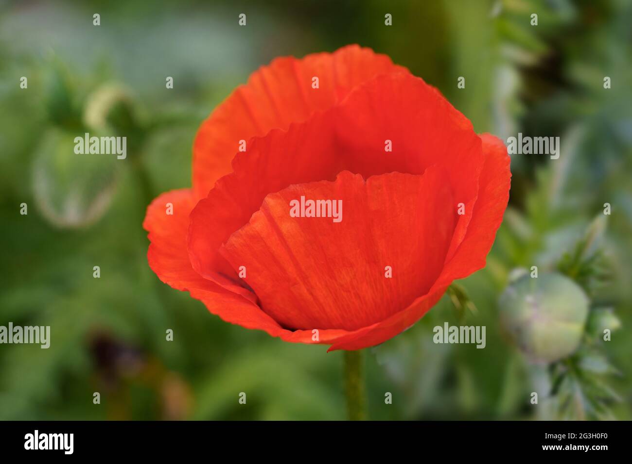 fiore rosso papavero su sfondo verde sfocato con gemme verdi Foto Stock