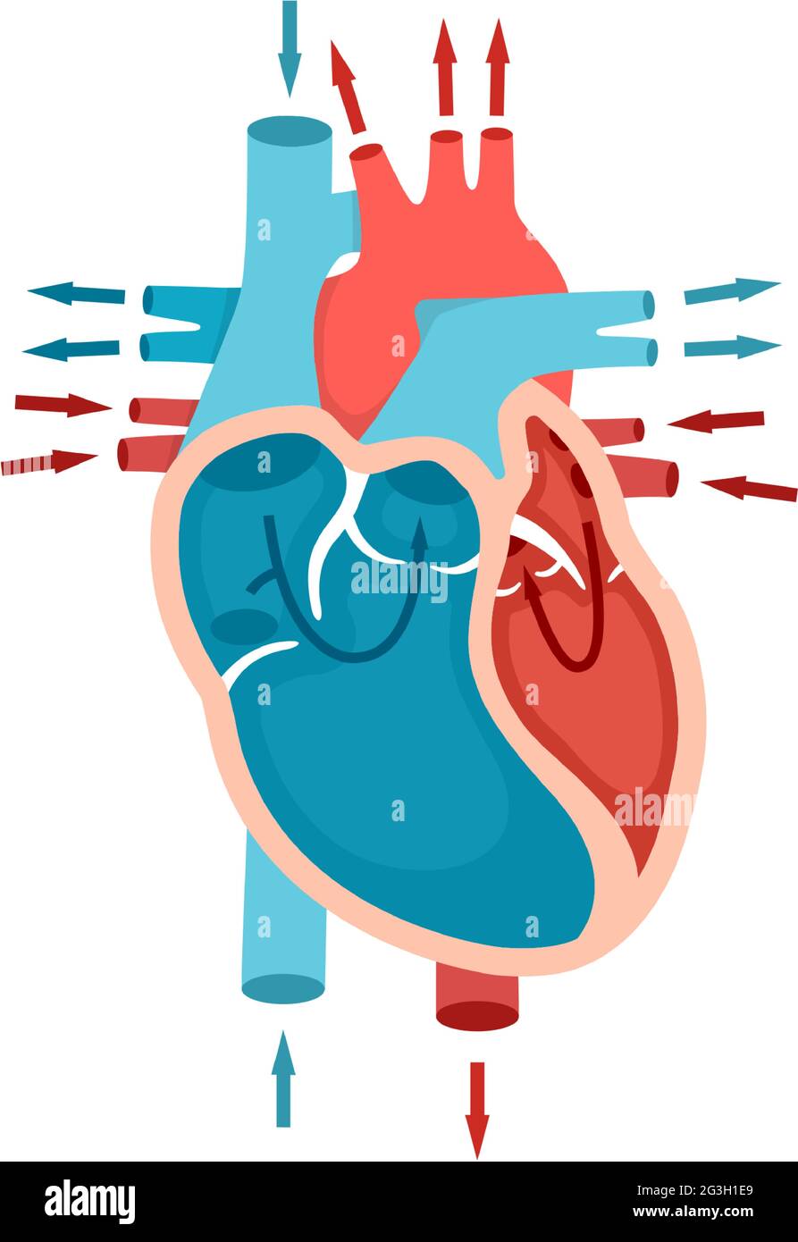 Anatomia cardiaca umana con flusso sanguigno. Circolazione del sangue attraverso il cuore. Concetto di cardiologia. Illustrazione Vettoriale