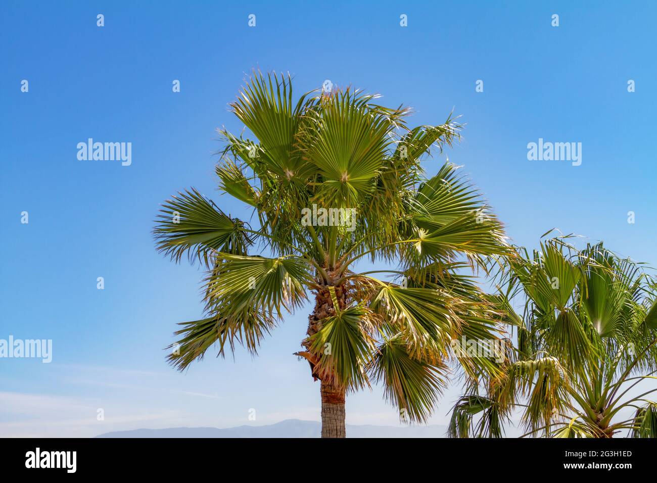 Palme della California meridionale con cielo blu Foto Stock