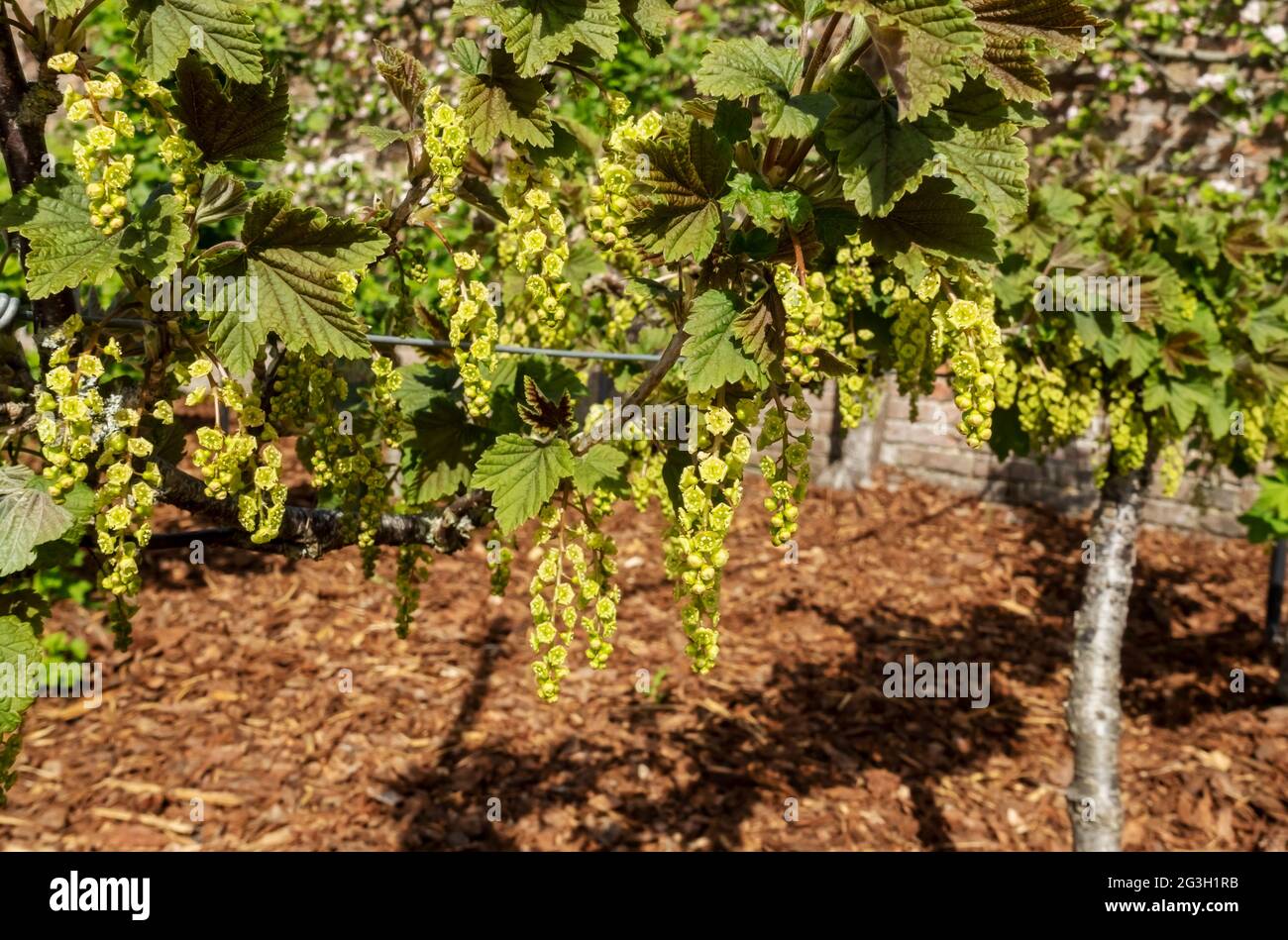 Primo piano di piante sbiancanti piante di frutta morbida che crescono nel giardino in primavera Inghilterra Regno Unito Gran Bretagna Gran Bretagna Foto Stock
