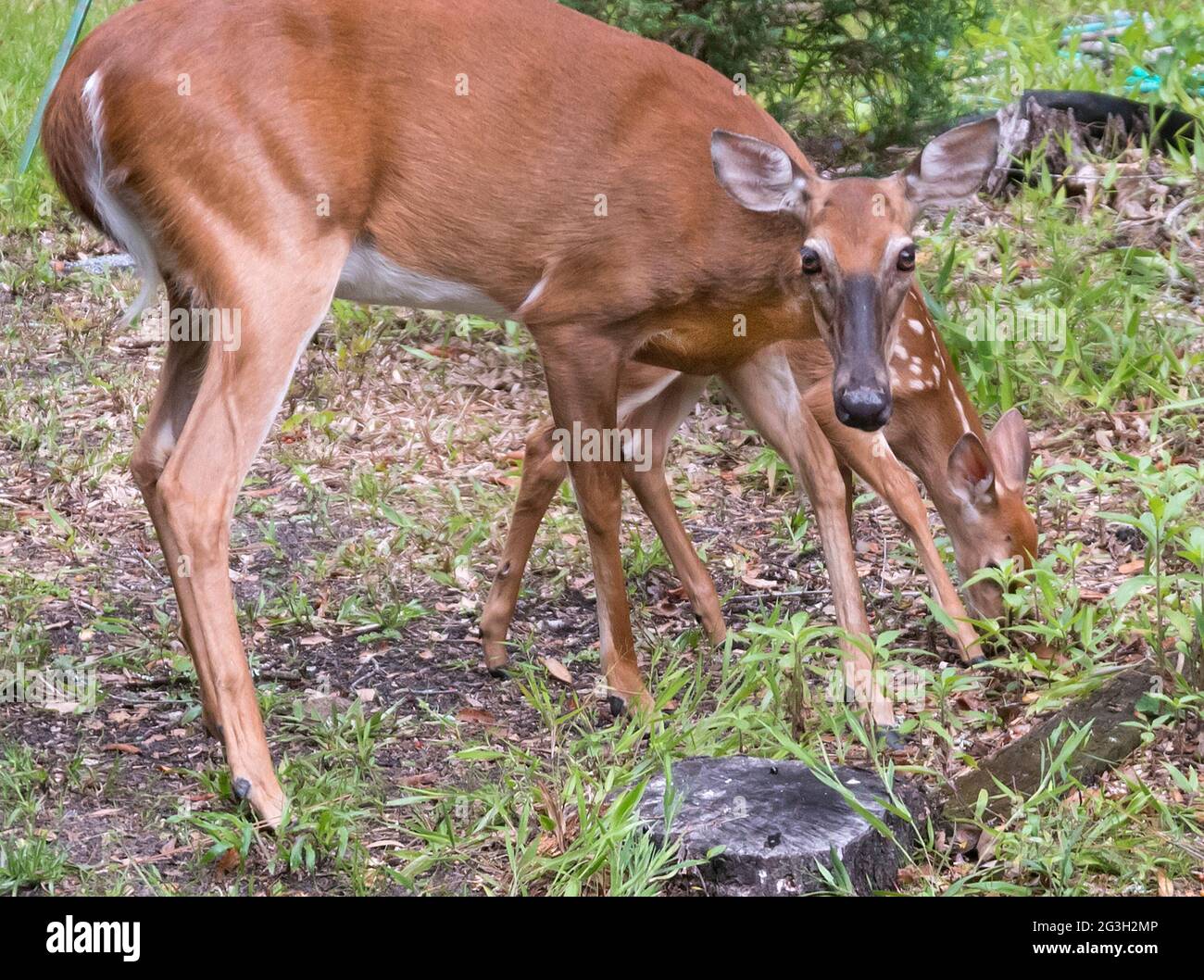 È primavera nel Nord della Florida, e Mama Deer fa uscire il suo bambino per vedere un mondo nuovo di zecca. Foto Stock