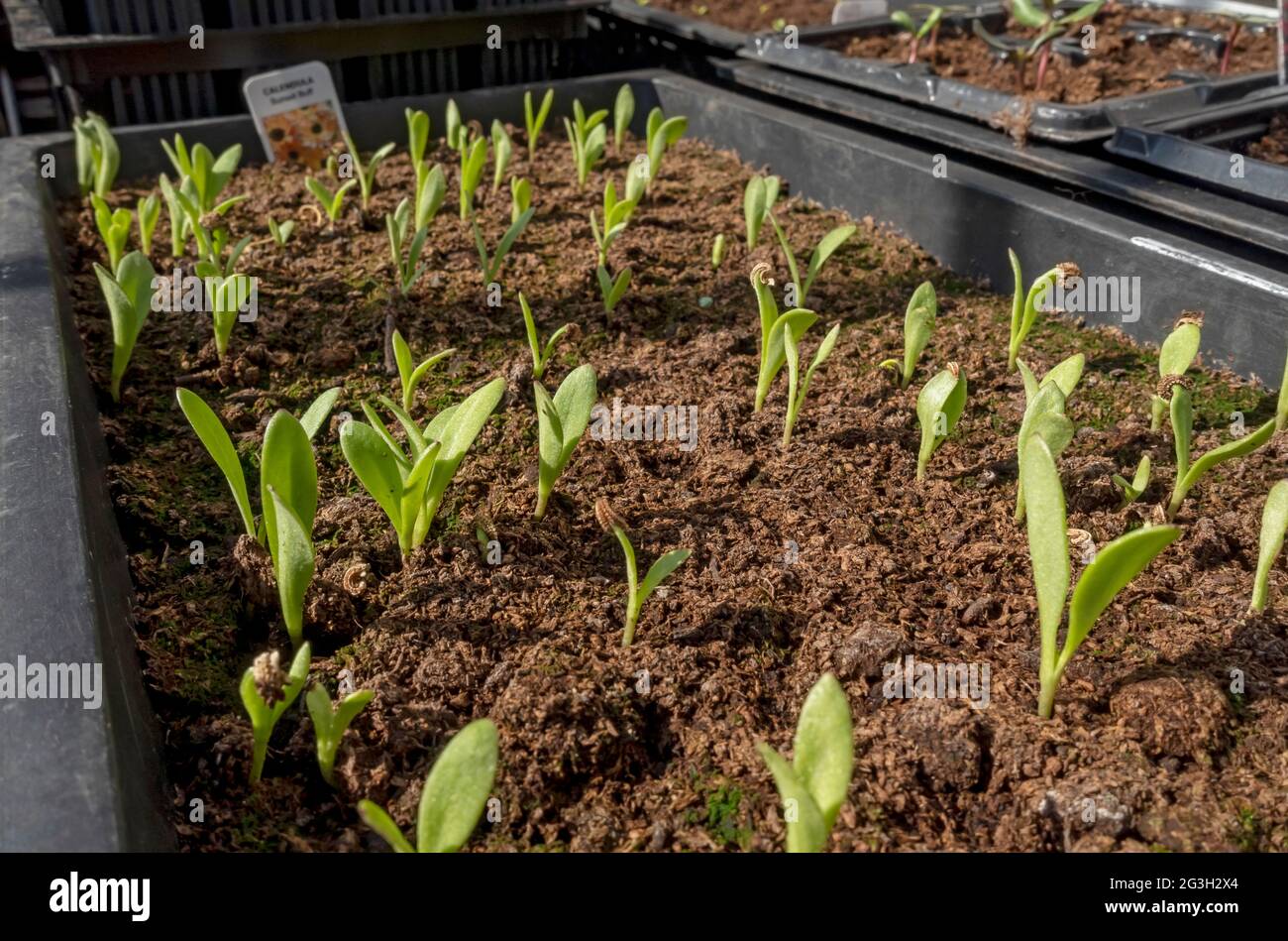 Primo piano di vassoio di piantine di piantine di calendula che crescono nella serra in primavera Inghilterra Regno Unito GB Gran Bretagna Foto Stock