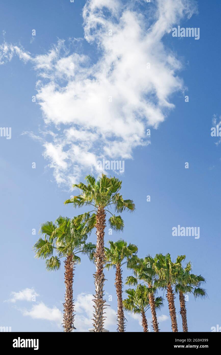 Maestose palme Sabal, l'albero di stato della Florida, in un negozio di Lowes ad Alachua, Florida. Foto Stock