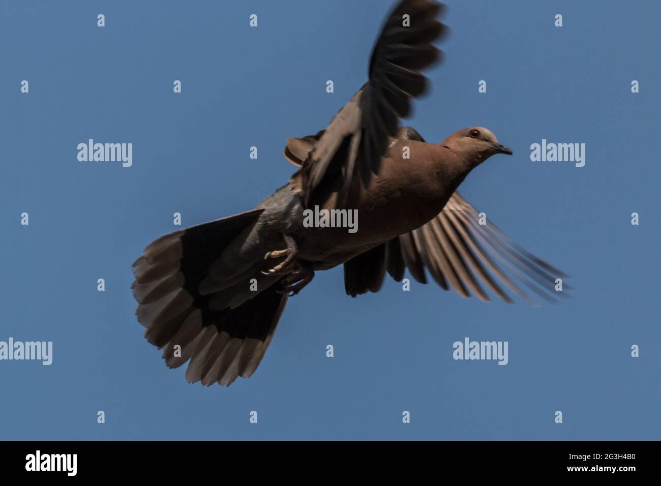 Un piccione a metà volo Foto Stock