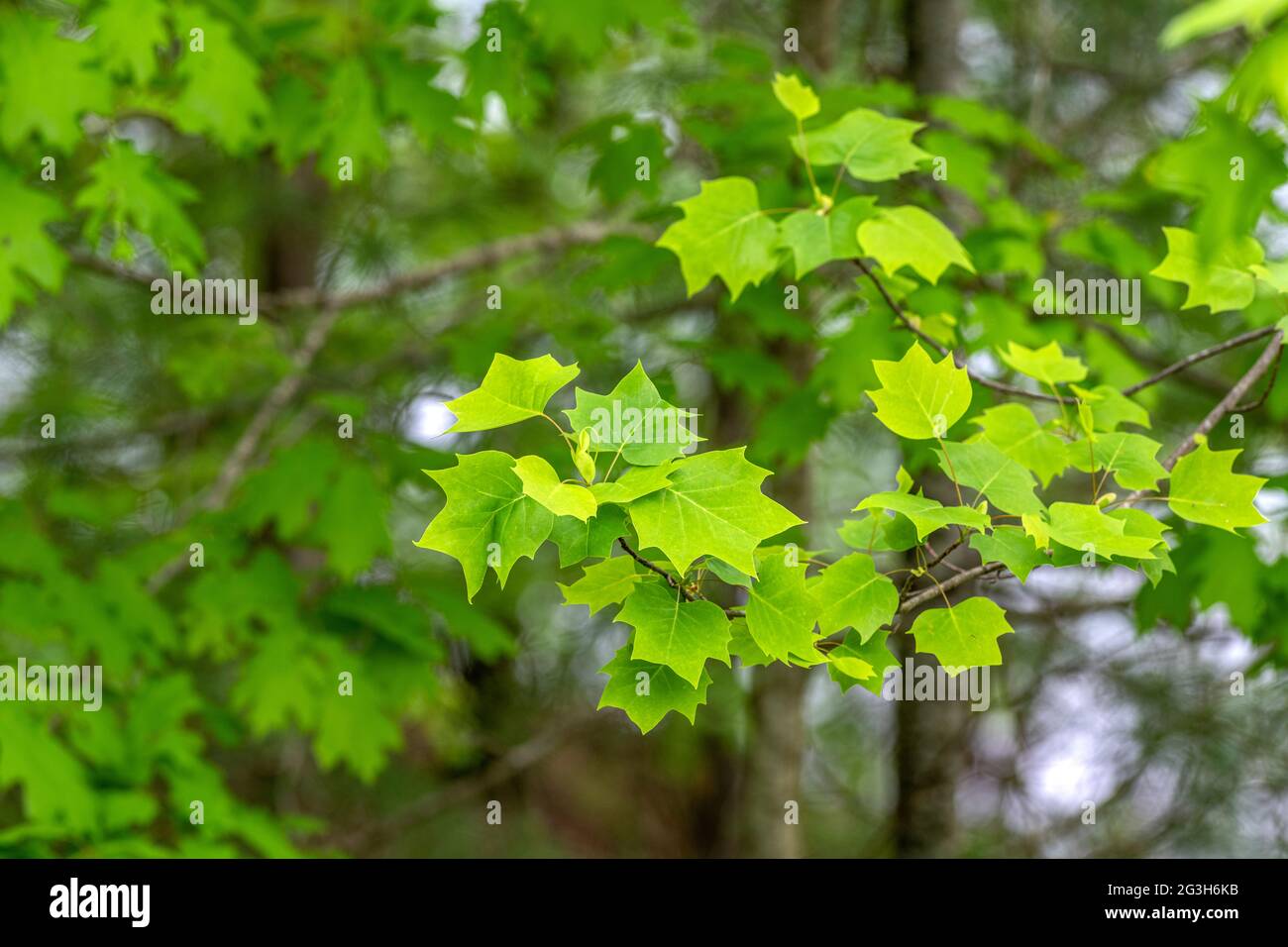 Foglie di quercia rossa delicatamente incorniciate contro uno sfondo di foresta nelle montagne del Tennessee durante una stagione primaverile vivace e sana. Foto Stock