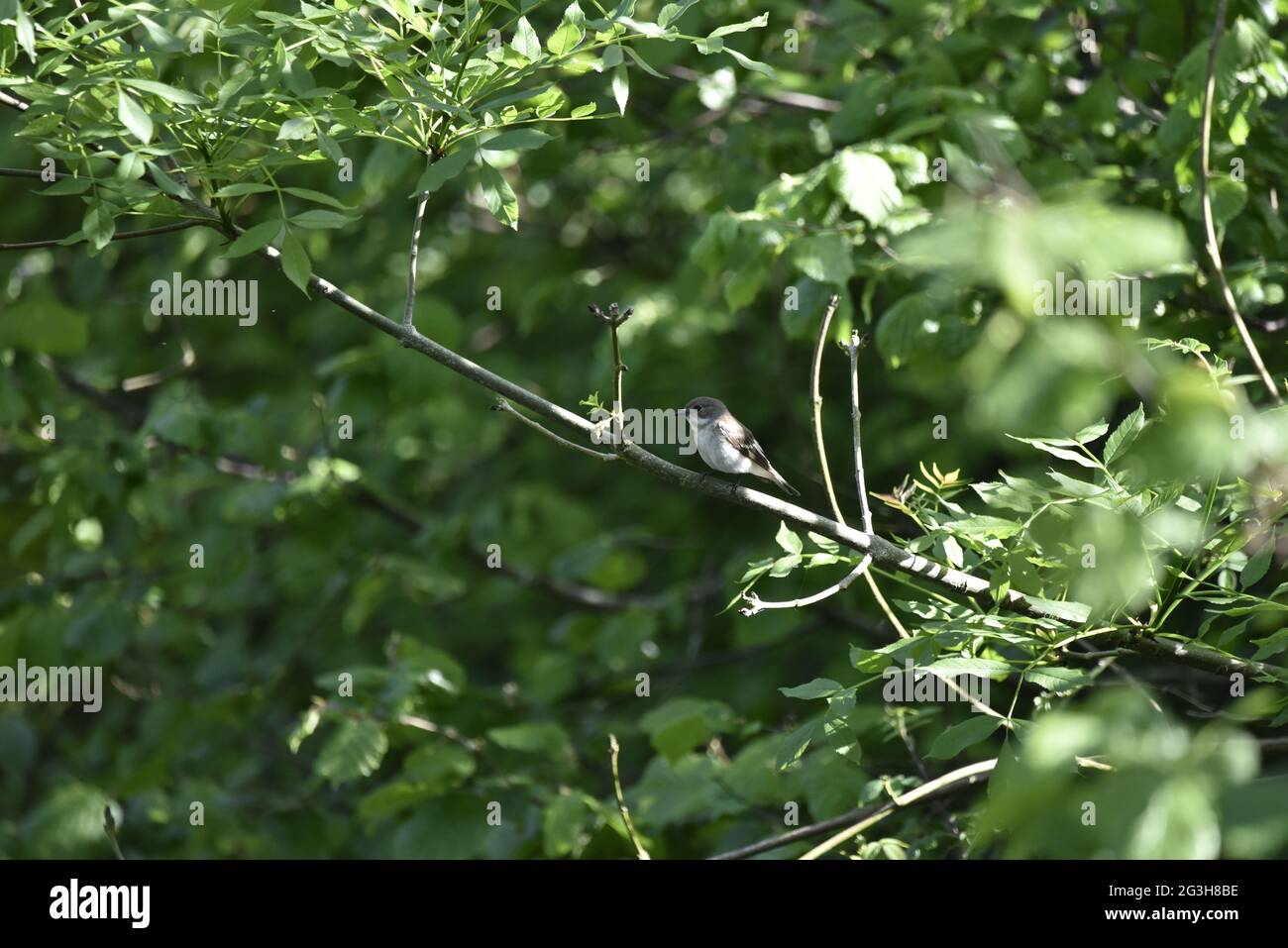 Estate Femminile europeo Pied Flycatcher (Ficidula hypoleuca) arroccato su una filiale sopra il fiume Rhew in Mid-Wales in giugno Foto Stock