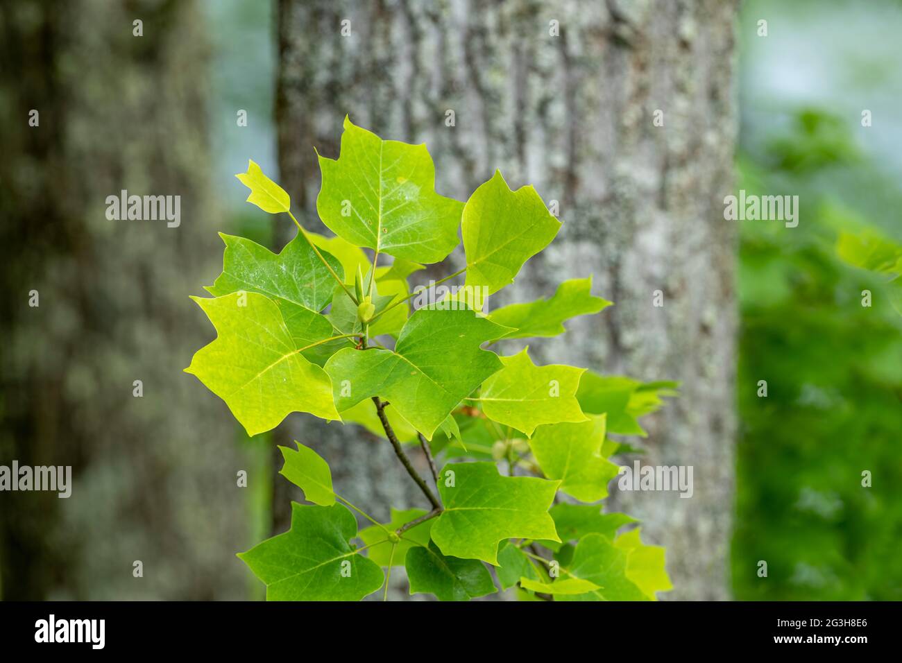 Foglie di quercia rossa delicatamente incorniciate contro uno sfondo di foresta nelle montagne del Tennessee durante una stagione primaverile vivace e sana. Foto Stock