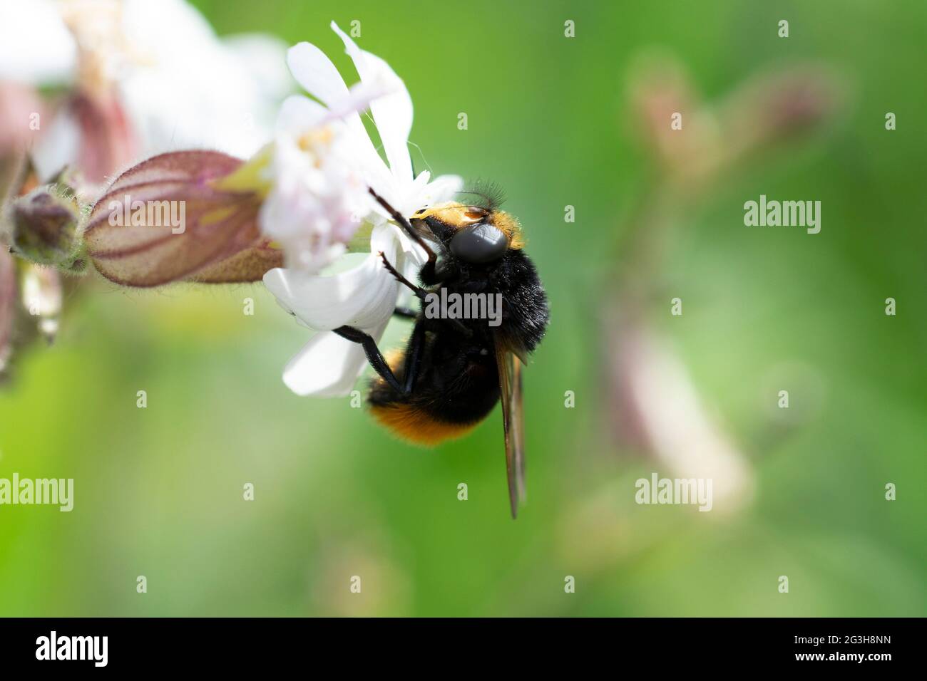 Volucella bombilans hoverfly maschio o femmina su Stellaria holostata Foto Stock