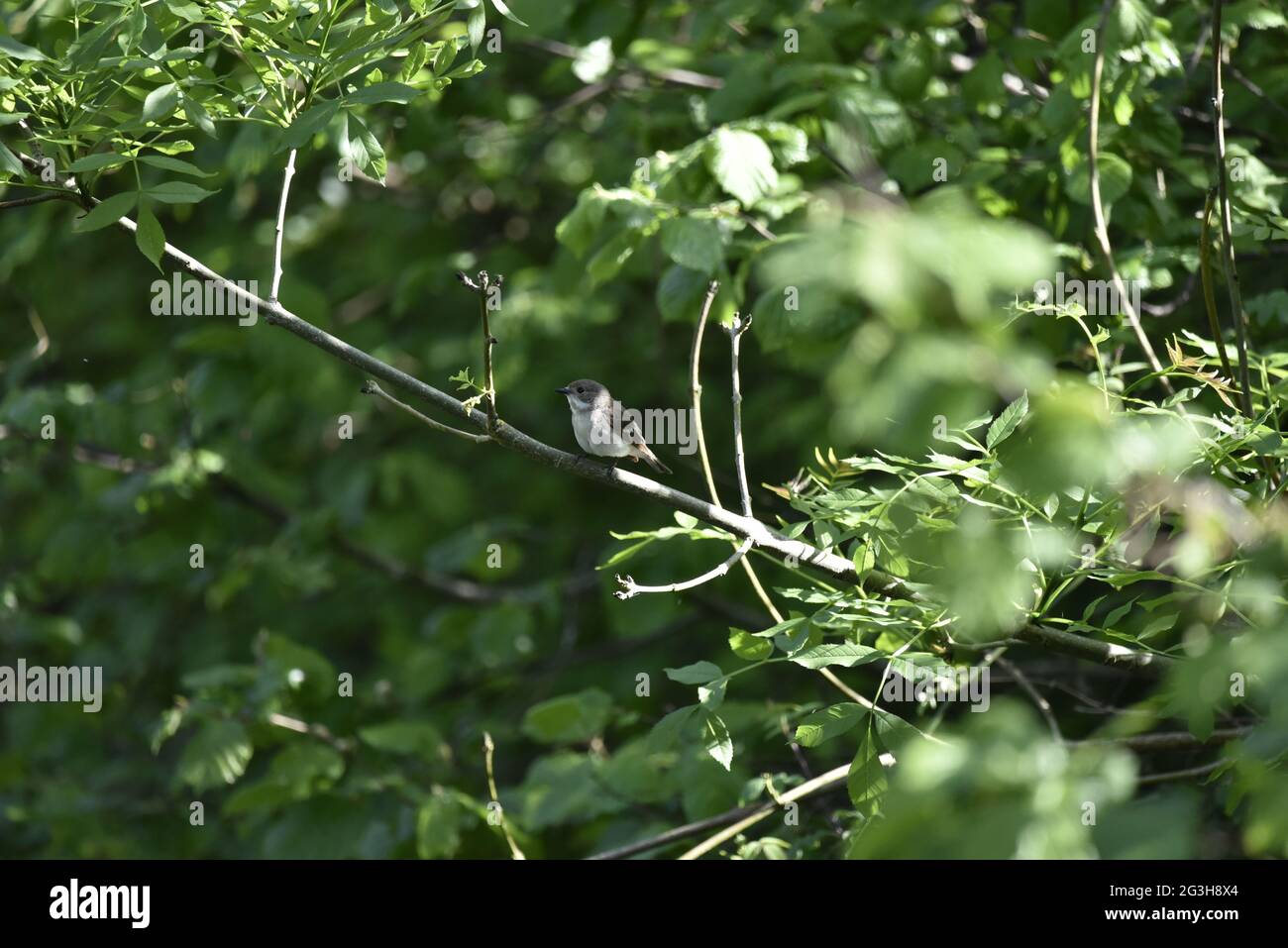 Female European Pied Flycatcher (Ficidula hypoleuca) arroccato su un ramo Sunny su un fiume nel Galles in estate Foto Stock