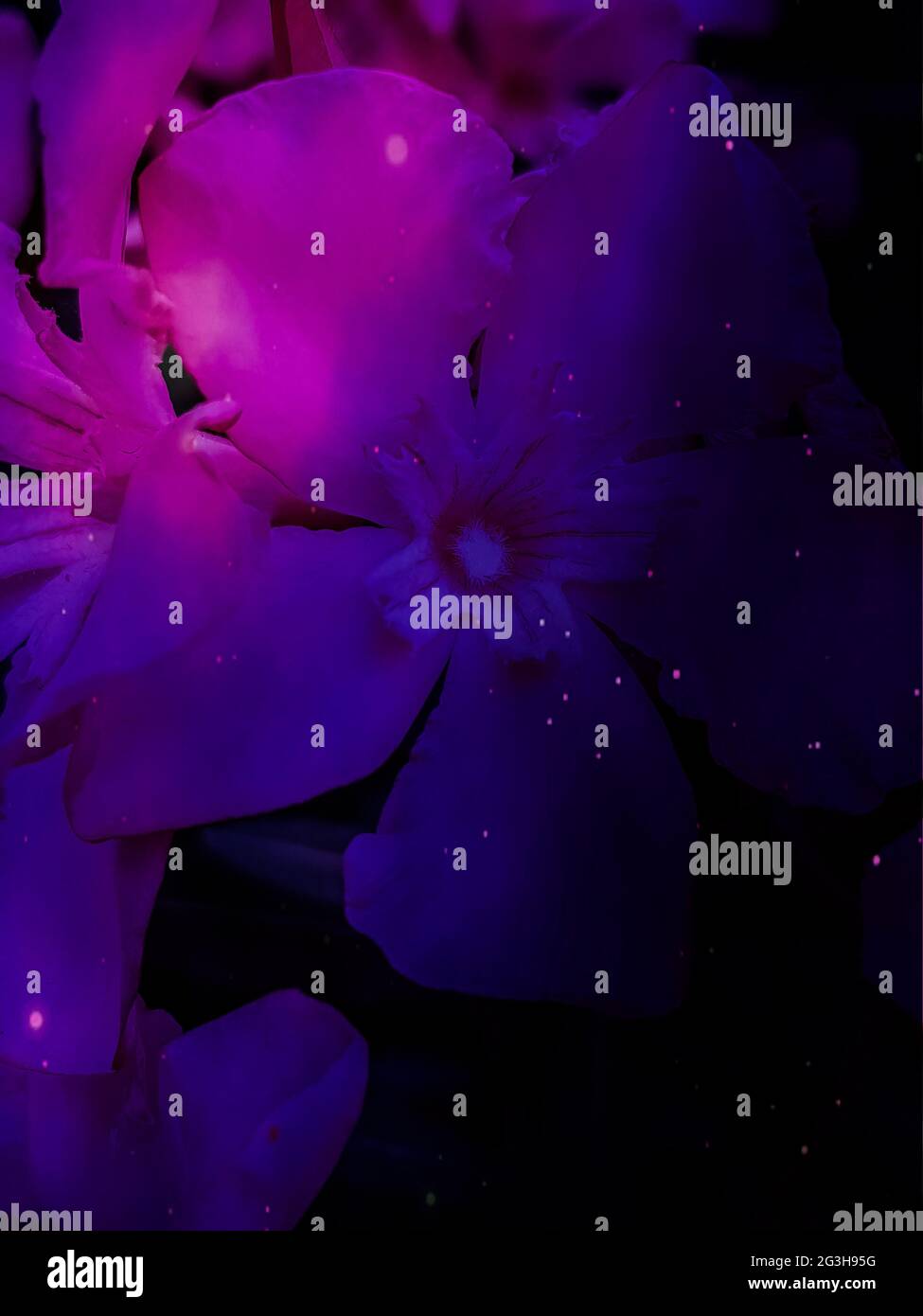 Fotografia illustrata di un fiore di oleandro Foto Stock