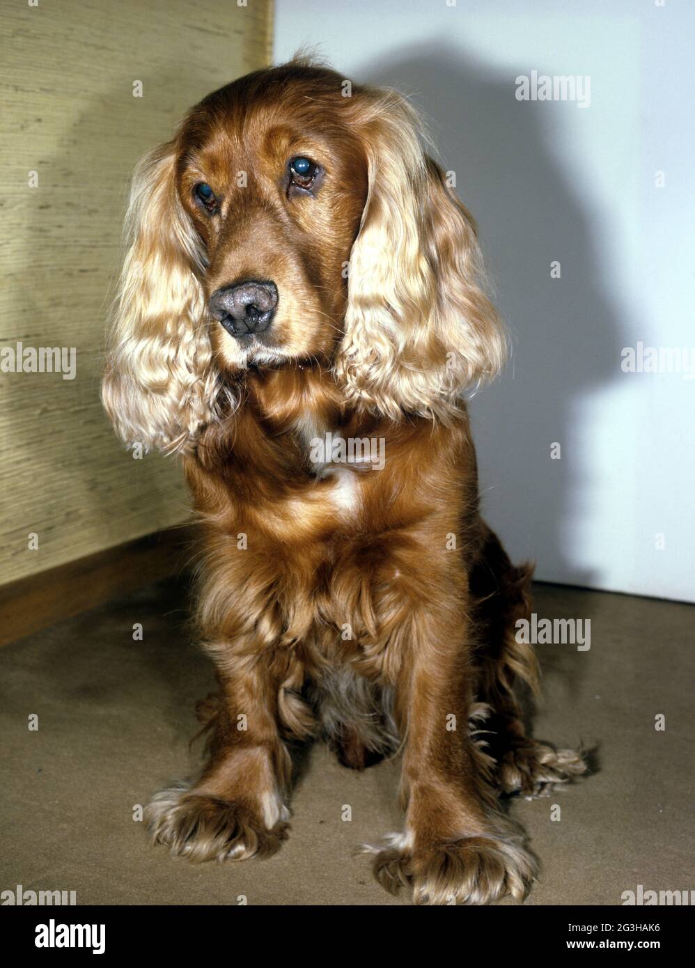 Red Cocker Spaniel Foto Stock