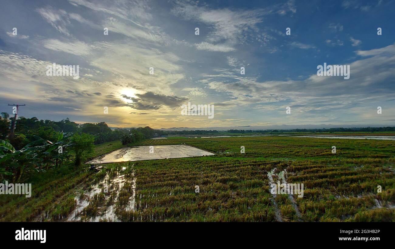 Vista panoramica del risaie campo sotto un cielo nuvoloso a Nueva Ecija, Filippine durante l'alba Foto Stock