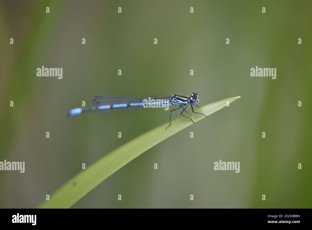 Primo piano Profilo destro Ritratto di una mosca azzurra (Coenagrion puella) Passeggiate sulla cima di una lama singola di erba, sfondo verde pianura in Galles Foto Stock