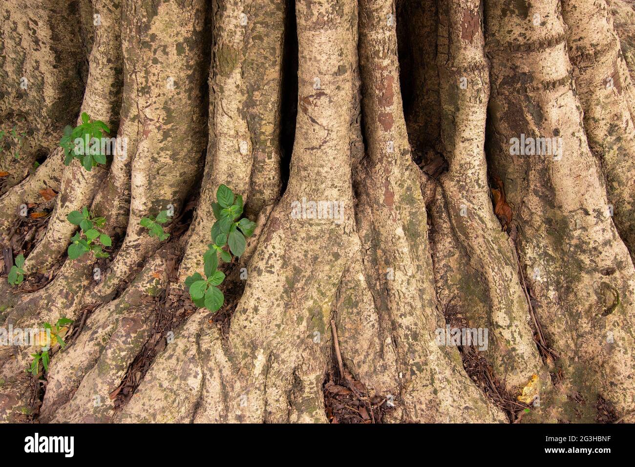 Foglie verdi che crescono su radici di albero grande marrone, immagine di stock di natura - sparato al giardino botanico, Howrah, Bengala occidentale, India Foto Stock