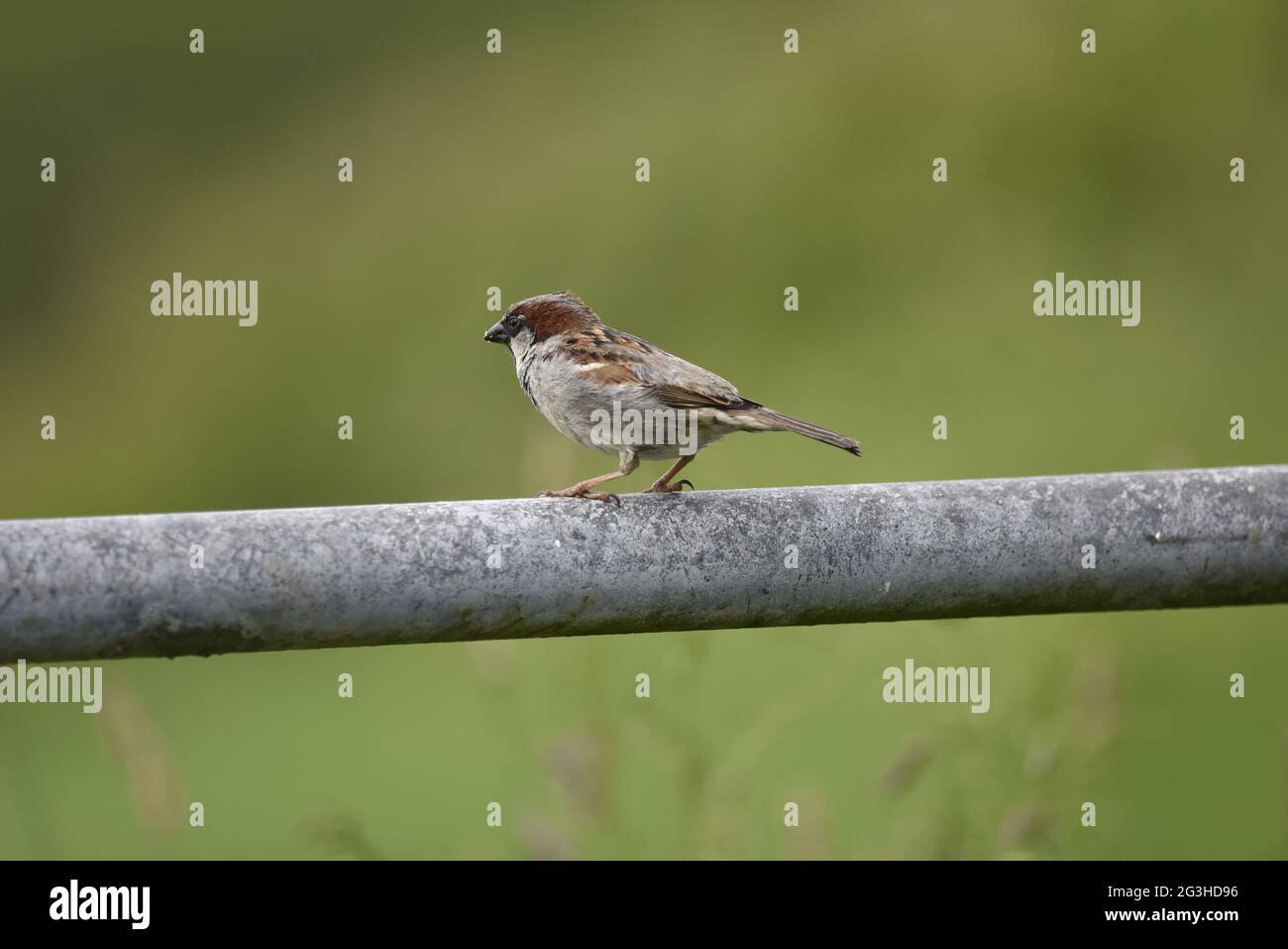 Primo piano di Male House Sparrow (Passer domesticus) arroccato sulla cima di un cancello di metallo Farm in Galles nel mese di giugno, guardando fuori su terreni agricoli Foto Stock