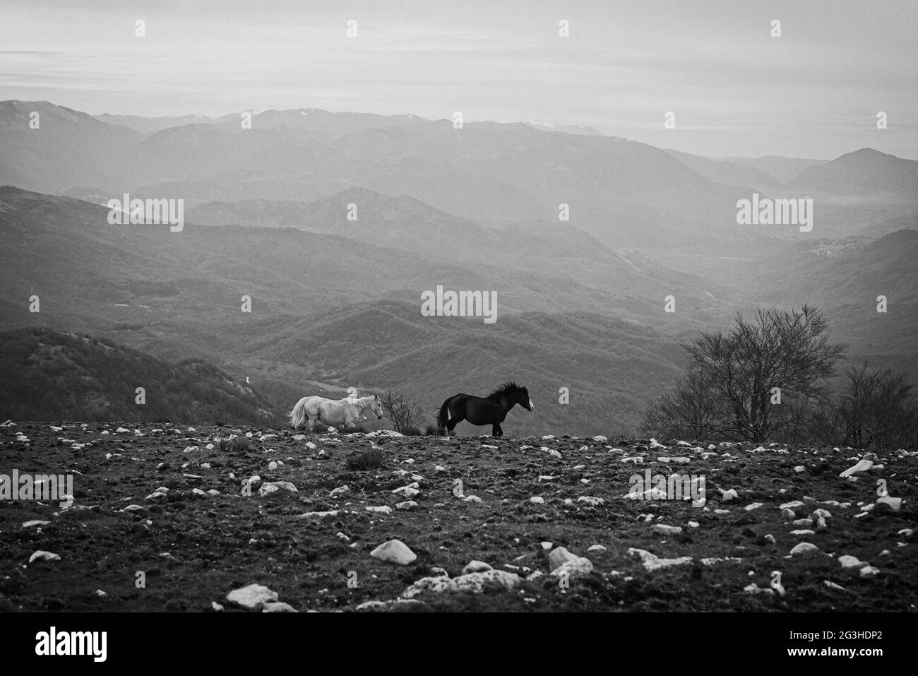 Cavallo selvatico a Monte Pellecchia, Parco Regionale Monti Lucretili, Italia Foto Stock
