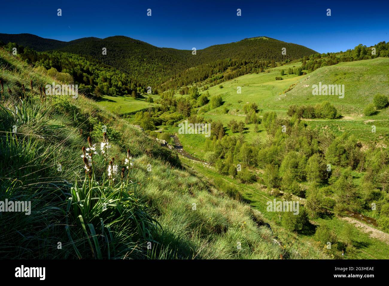 Asfodel bianco (Asphodelus albus) con la Valle di Santa Magdalena sullo sfondo (Alt Pirineu Parco Naturale, Catalogna, Spagna, Pirenei) Foto Stock