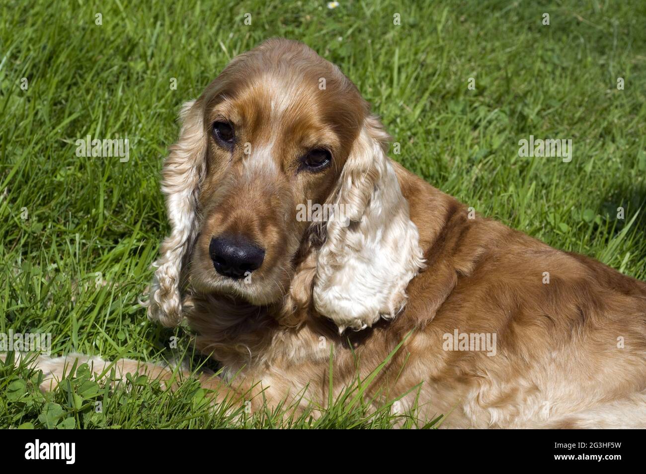 Red Cocker Spaniel Foto Stock