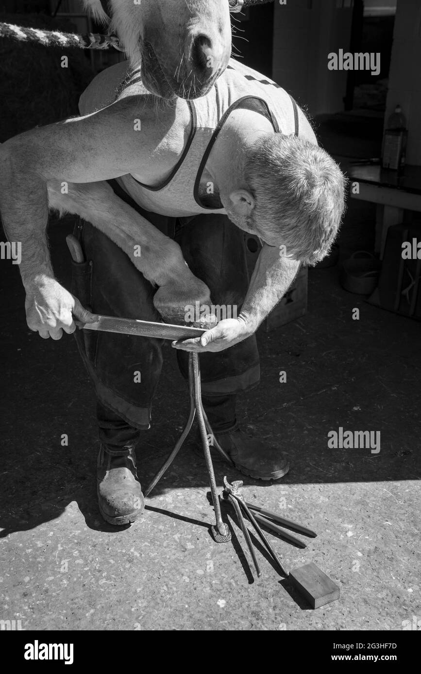 Garriero che tacchette un cavallo nel Regno Unito. Limatura dello zoccolo dopo il montaggio del nuovo pattino. Foto Stock