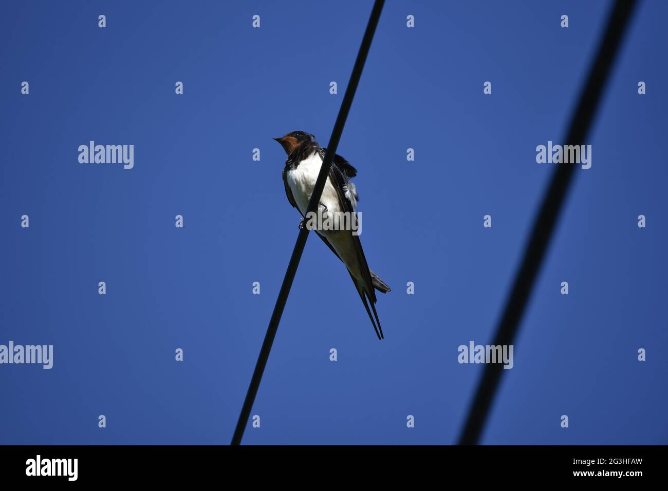 Barn Swallow (Hirundo rustica) appollaiato su un cavo di alimentazione che guarda verso sinistra del colpo con l'occhio sinistro illuminato al sole in Galles nel mese di giugno Foto Stock