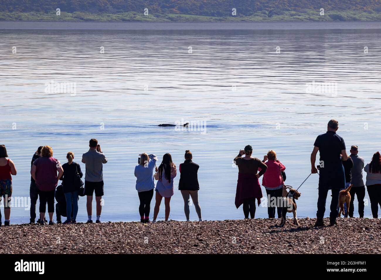 La gente guarda i delfini al Chanonry Point nel Moray Firth vicino Inverness, Scozia, Regno Unito Foto Stock