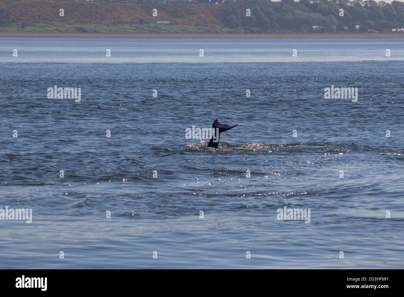 Delfini tursiopi (Tursiops truncatus) nel Moray Firth a Chanonry Point vicino Inverness, Regno Unito Foto Stock