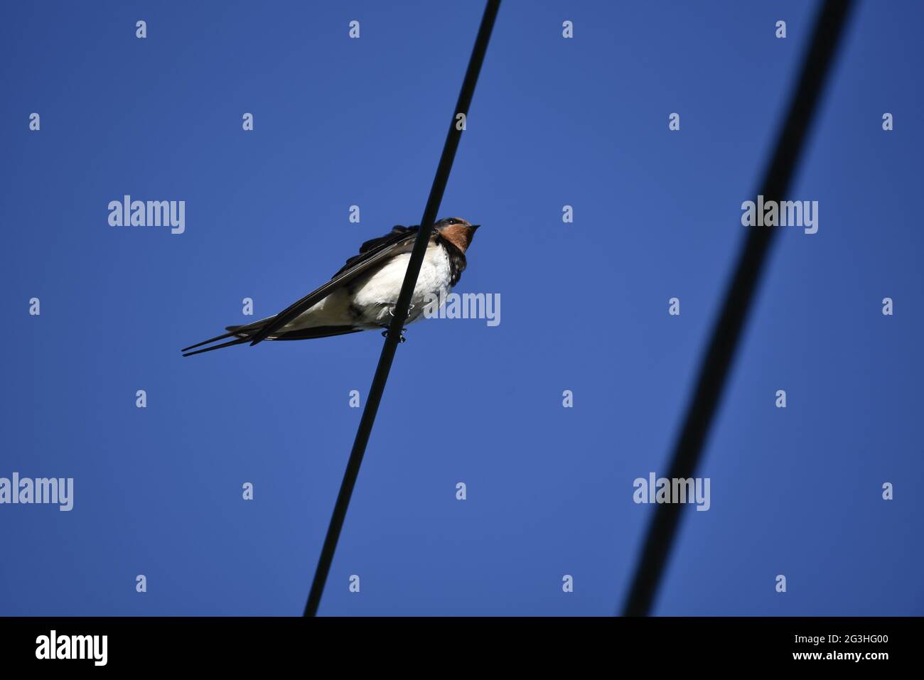 Barn Swallow (Hirundo rustica) arroccato a sinistra di Shot su un cavo di alimentazione e guardando Skywards contro un cielo blu profondo in Galles nel mese di giugno Foto Stock