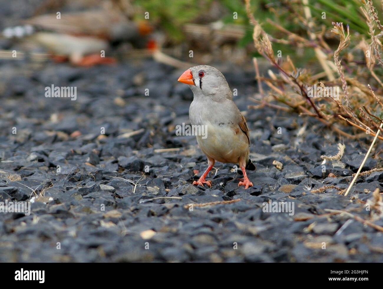 Australian Zebra Finch (Taeniopygia castanotis) femmina che si nutrono di semi di erbacce sul lato della tranquilla strada di campagna sud-est Queensland, Australia J Foto Stock