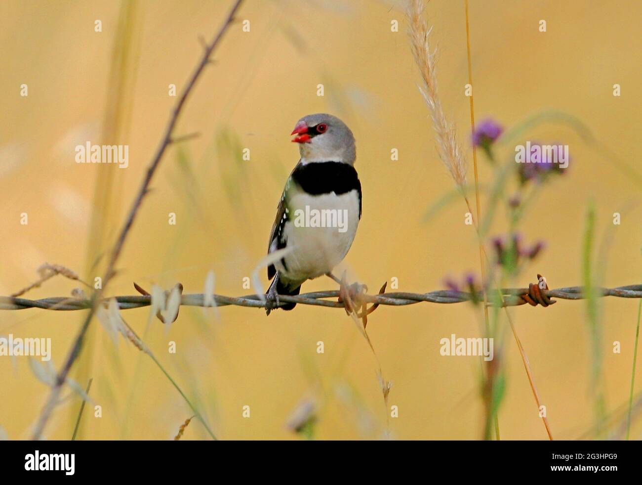 Diamond Fretail (Stagonopleura guttata) adulto appollaiato su recinzione di filo spinato mangiare semi d'erba a sud-est del Queensland, Australia Gennaio Foto Stock