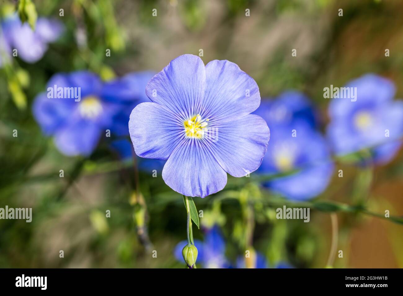 Perenne Flax, Boglin (Linum perenne) Foto Stock