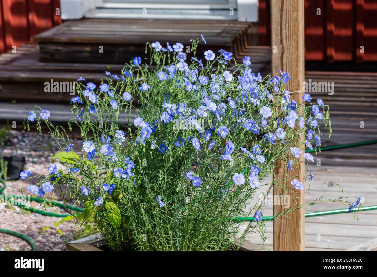 Perenne Flax, Boglin (Linum perenne) Foto Stock