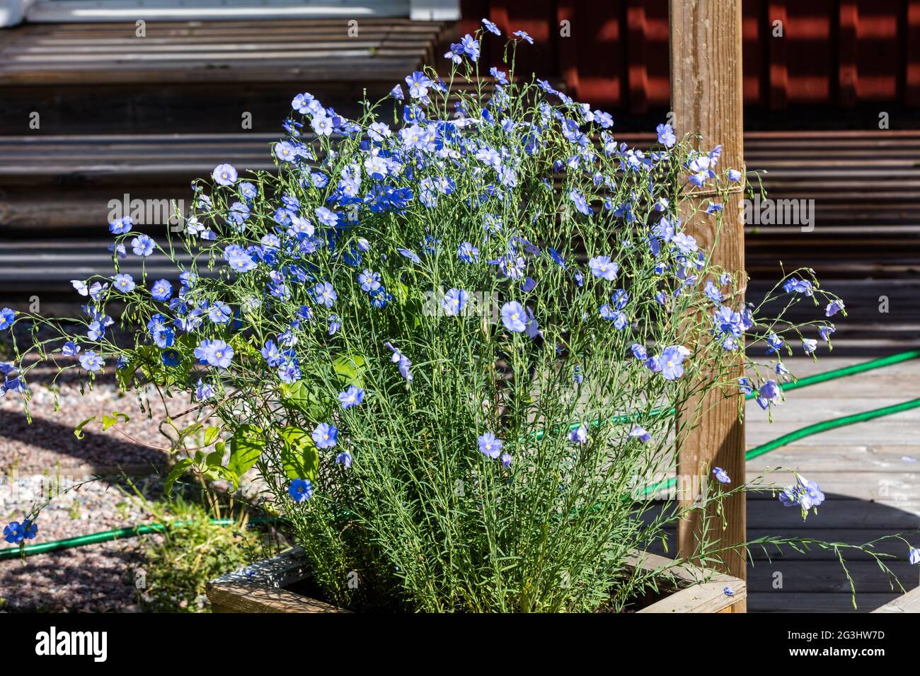 Perenne Flax, Boglin (Linum perenne) Foto Stock