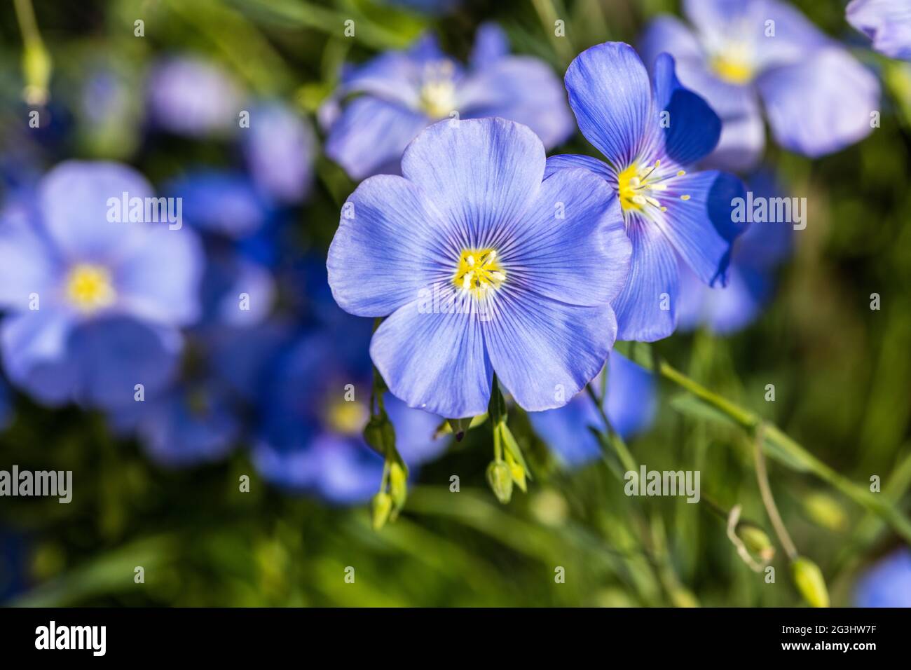 Perenne Flax, Boglin (Linum perenne) Foto Stock