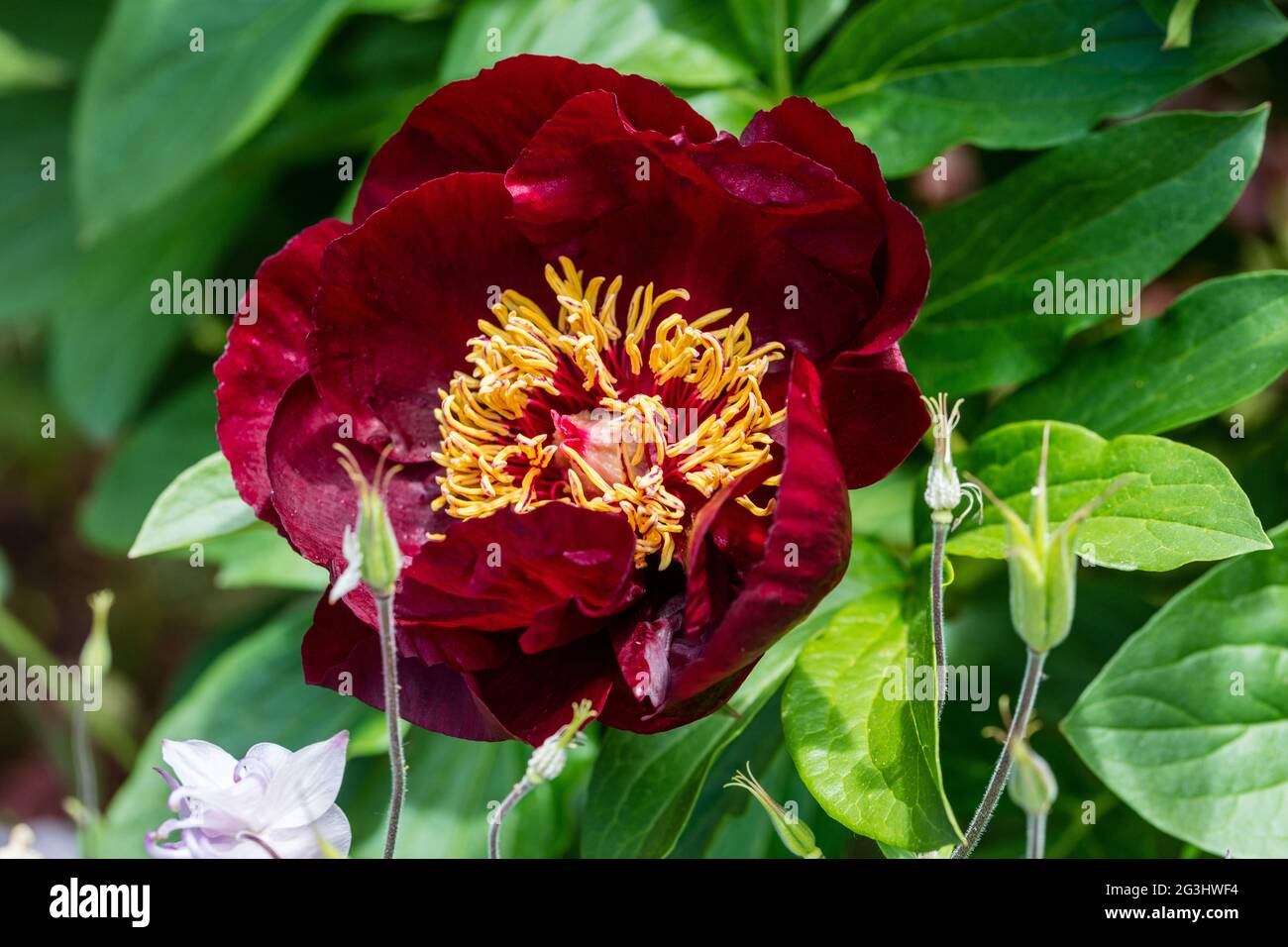 "Cioccolato soldato' giardino comune peonia, Luktpion (Paeonia lactiflora) Foto Stock