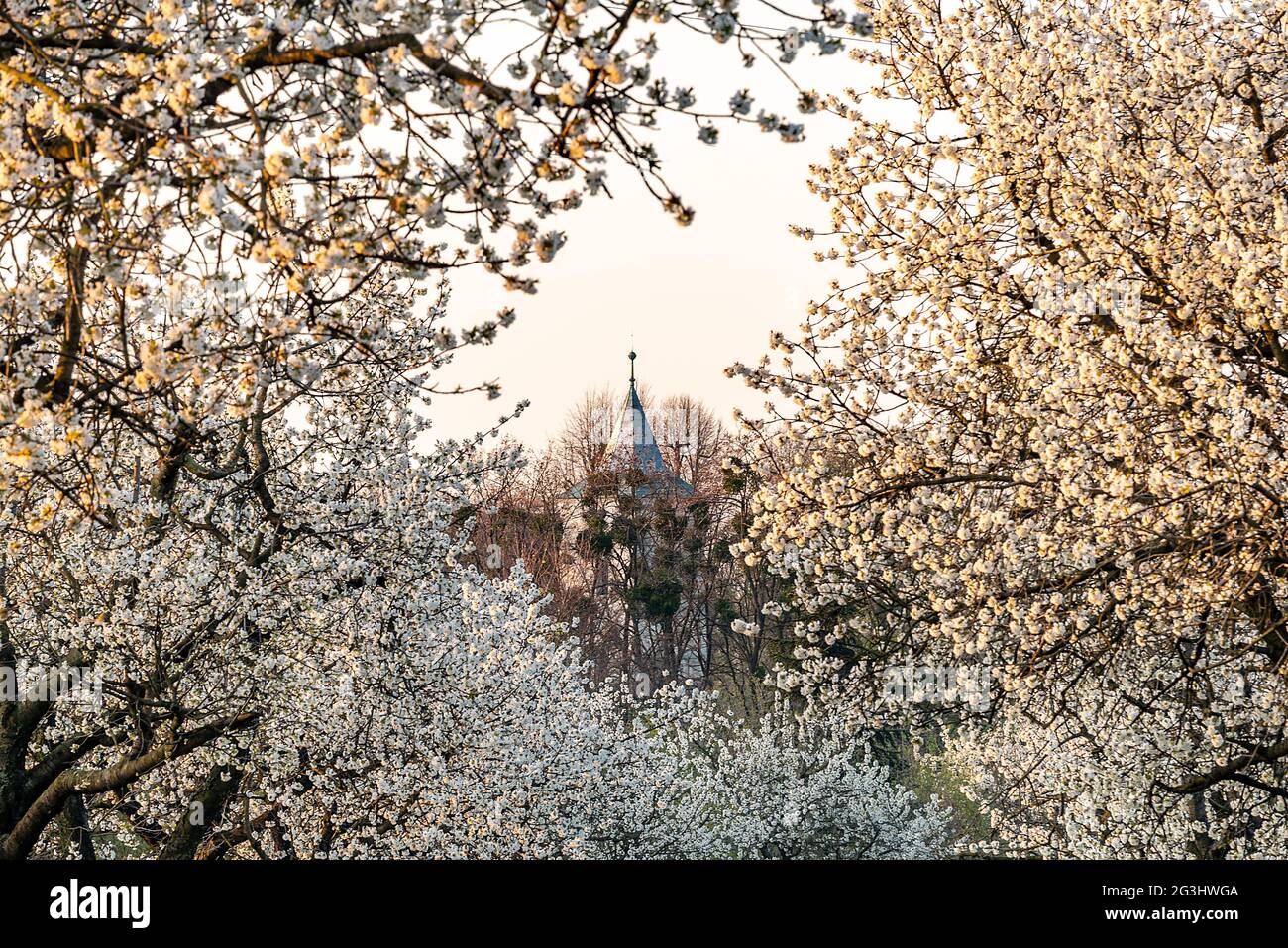 Incantevole vista dei viali delle ciliegie in fiore, Sant'Anna, Opolskie Voivodato, Polonia Foto Stock