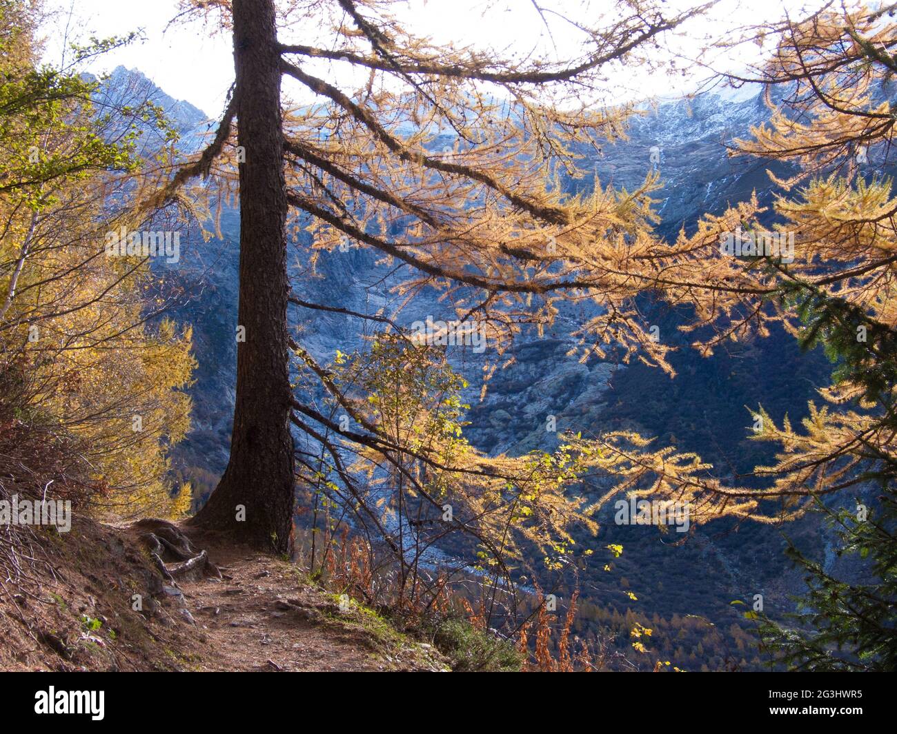 Larice in autunno Foto Stock