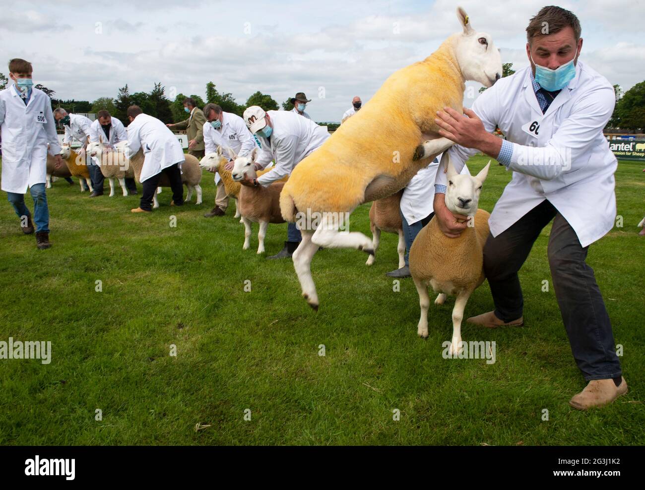 Ingliston, Edimburgo. Sheep Juding al Royal Highland Showcase 2021 fiera agricola che è stato trasmesso on-line a causa del Coronavirus Pandemic. Foto Stock