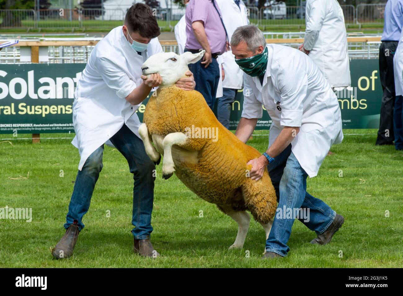 Ingliston, Edimburgo. Sheep Juding al Royal Highland Showcase 2021 fiera agricola che è stato trasmesso on-line a causa del Coronavirus Pandemic. Foto Stock