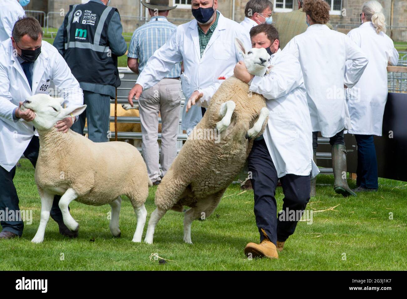 Ingliston, Edimburgo. Sheep Juding al Royal Highland Showcase 2021 fiera agricola che è stato trasmesso on-line a causa del Coronavirus Pandemic. Foto Stock