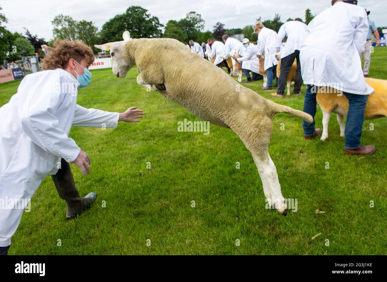 Ingliston, Edimburgo. Sheep Juding al Royal Highland Showcase 2021 fiera agricola che è stato trasmesso on-line a causa del Coronavirus Pandemic. Foto Stock