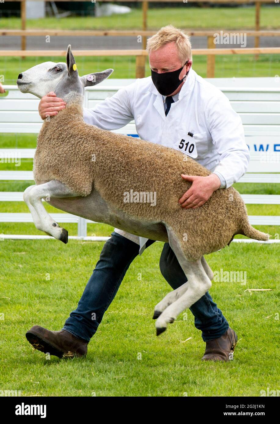 Ingliston, Edimburgo. Sheep Juding al Royal Highland Showcase 2021 fiera agricola che è stato trasmesso on-line a causa del Coronavirus Pandemic. Foto Stock