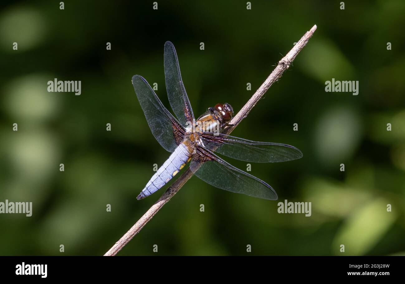 Chaser maschile di corpo largo (libellula depressiva), Nagshead, Foresta di Dean, Gloucestershire, Inghilterra Regno Unito Foto Stock