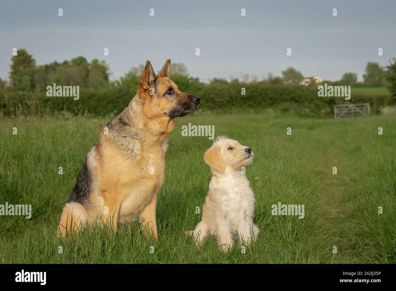 Pastore tedesco alsaziano e Labradoodle seduto sull'erba Foto Stock