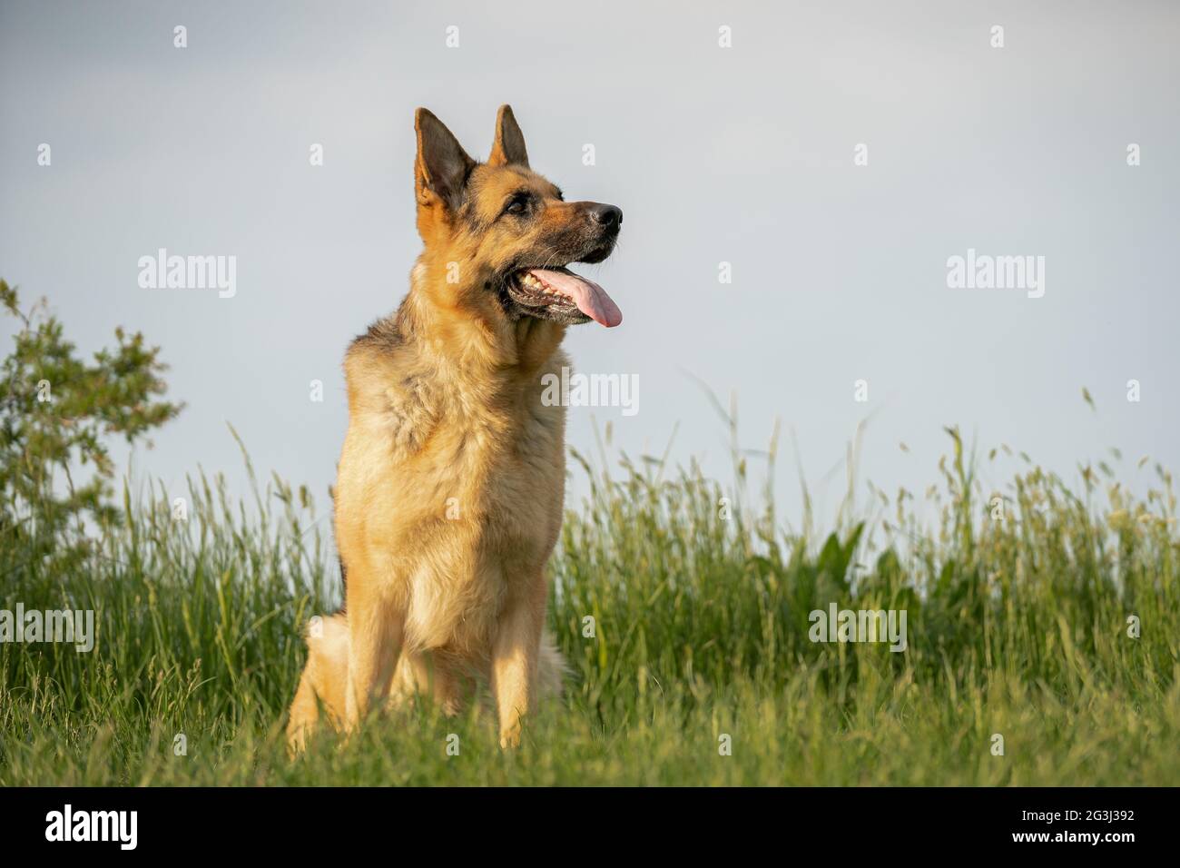 Il pastore tedesco cane alsaziano contro un cielo limpido Foto Stock