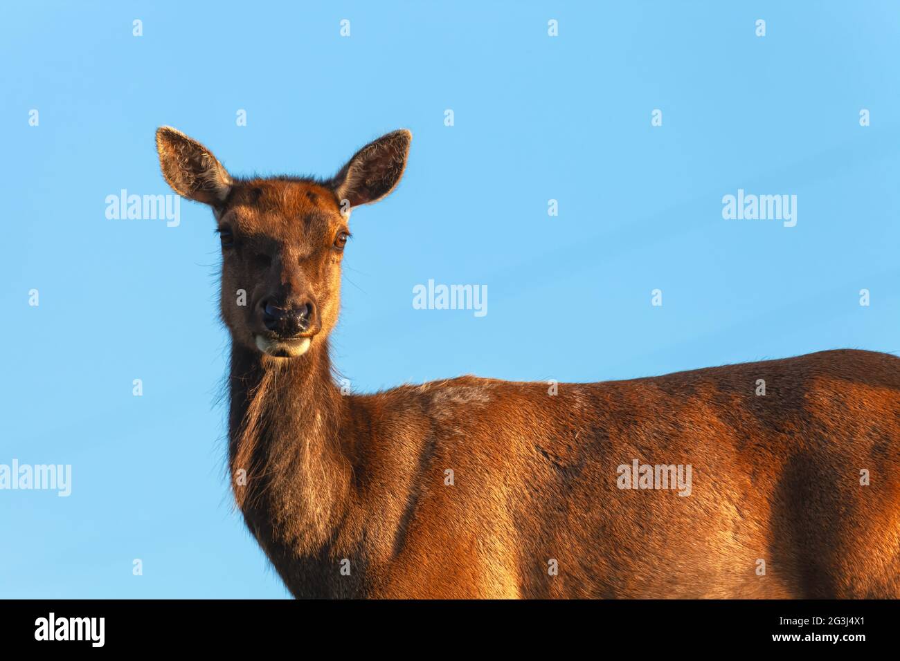 Ritratto di un tulo Elk femminile (nannoni di Cervus canadensis), Point Reyes National Seashore, California, USA. Foto Stock