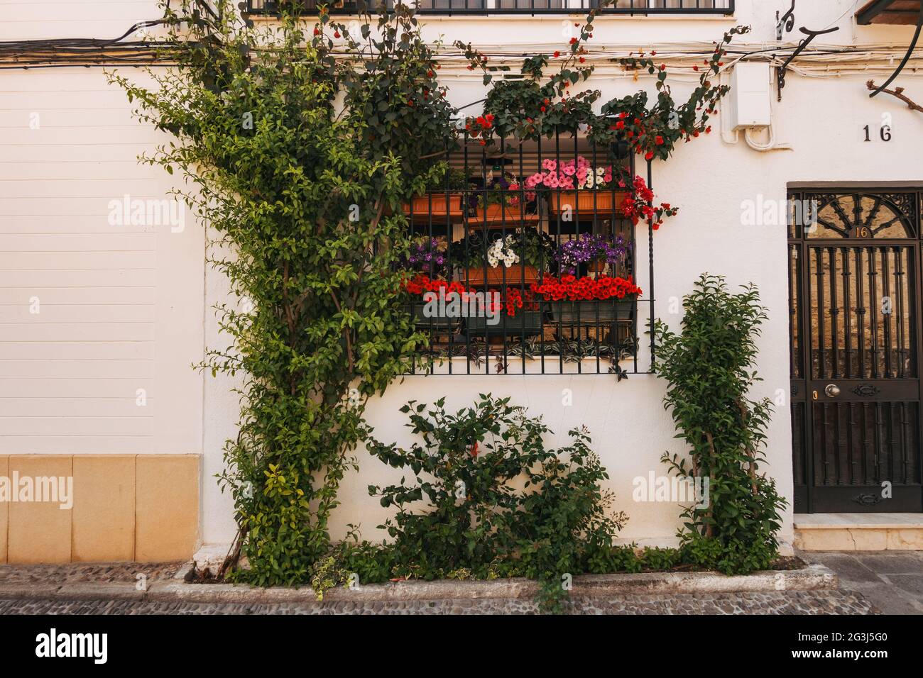 Le piante da arrampicata e i fiori in vaso decorano una finestra di casa a Córdoba, Spagna Foto Stock