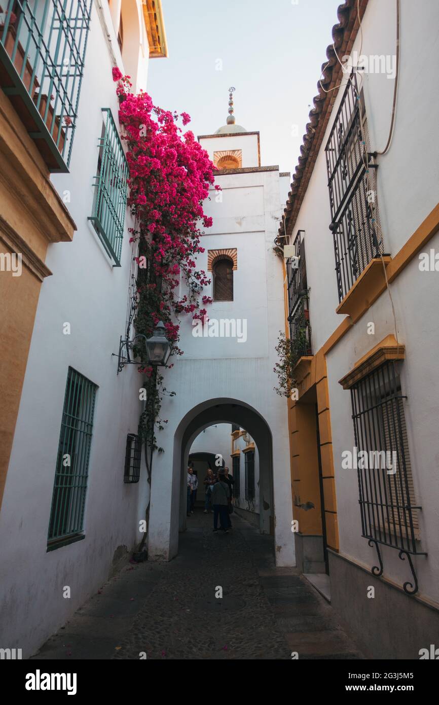 Fiori di bougainvillea rosa brillante appendono da un edificio a Córdoba, Spagna Foto Stock